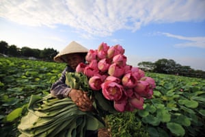 Hanoi, Vietnam A woman collects lotus flowers