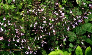 Wood calamint is one of the species found only on road verges.