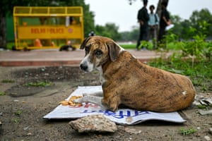 A seated stray dog faces the camera with a police barricade in the background
