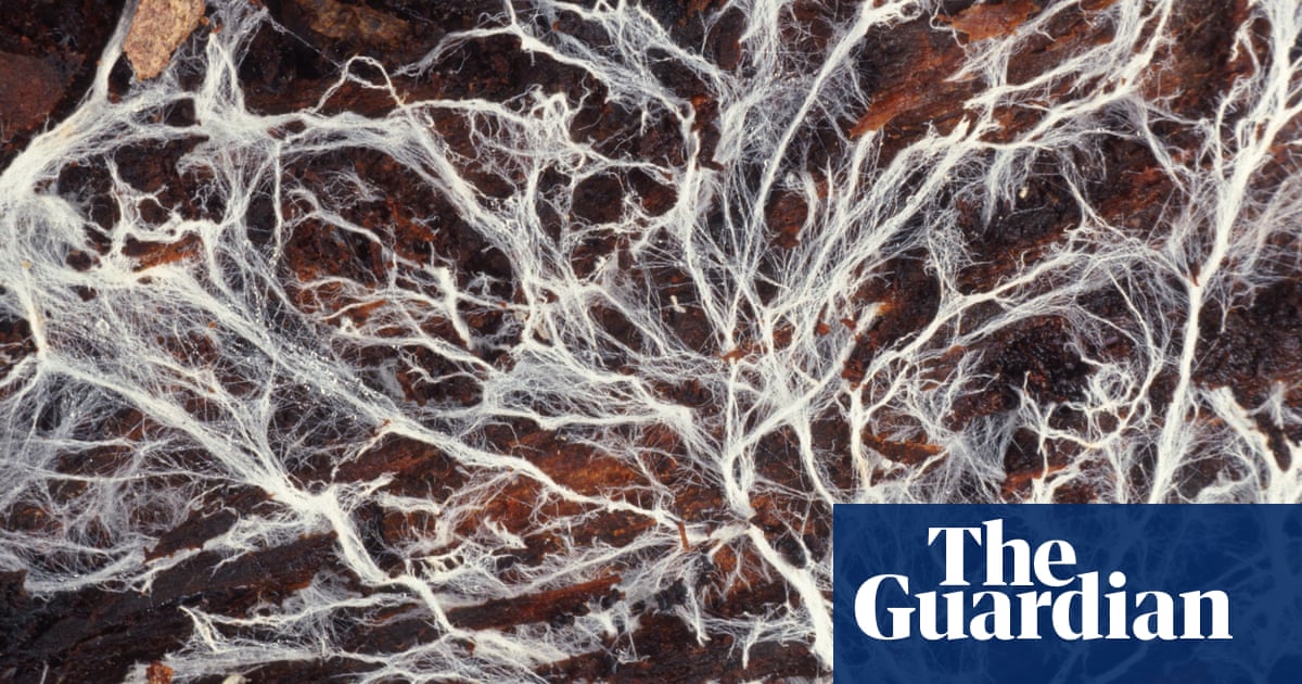 Strangest things: fossils reveal how fungus shaped life on Earth | Fungi |  The Guardian