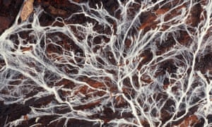 Detail of a fungal mycelium