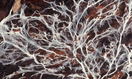 Detail of a fungal mycelium 