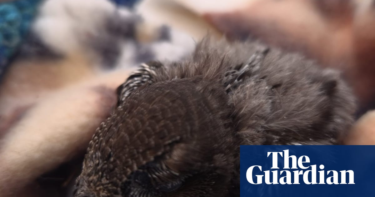 Σύμφωνα με πληροφορίες, η φωλιά ενός swift πετάχτηκε κατά τη διάρκεια μιας ανακαίνισης σπιτιού στο South Tyneside | Πουλιά