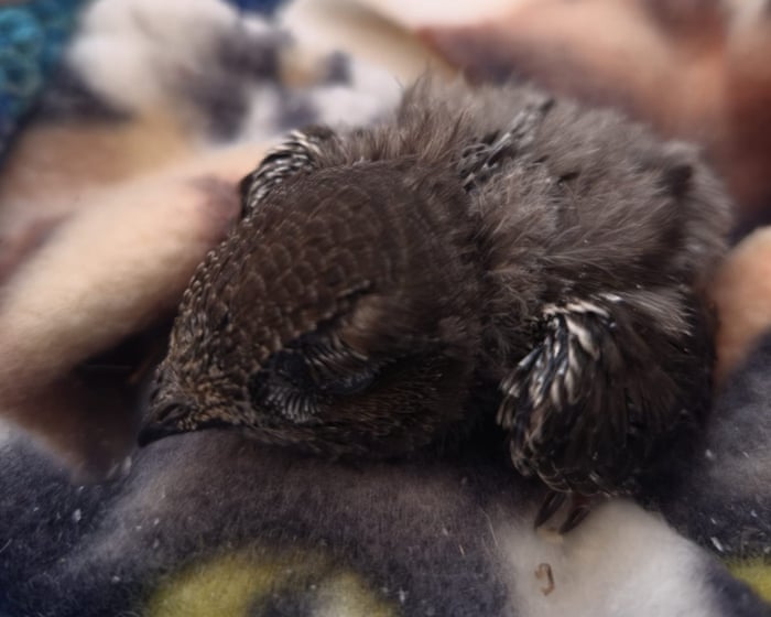 Swift nest reportedly thrown in skip during house renovations in South Tyneside