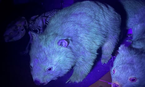 Bare-nosed wombats under UV light