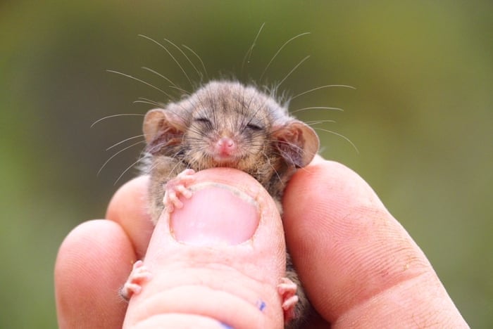 foto-van-de-maand-maart-2021-pygmee-buidelrat