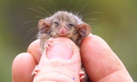 A little pygmy possum