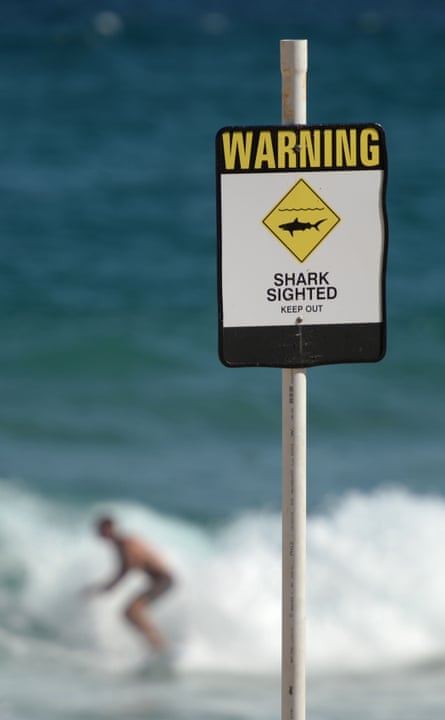Shark attack: five survivors on what it's like when a great white tries ...