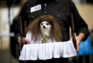 Another dog in a different outfit