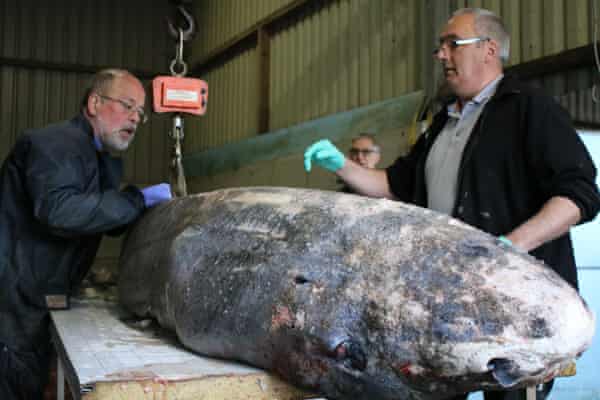 Meningitis killed Greenland shark found off Cornwall, post-mortem exhibits show |  the Sharks