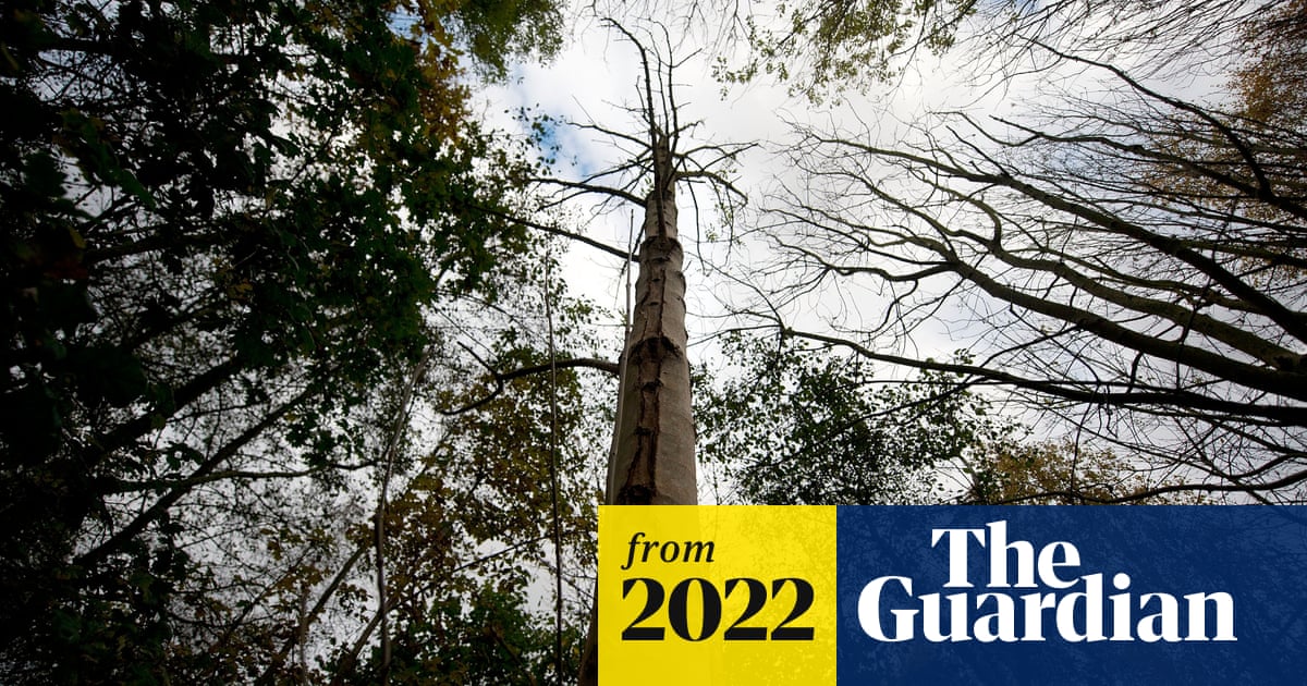 Prevent tree extinctions or face global ecological catastrophe ...