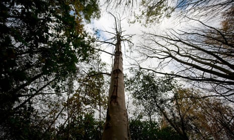 A tree with ash dieback disease in woodland near Ipswich, Suffolk