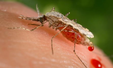 A female Anopheles stephensi mosquito feeding on a human. 
