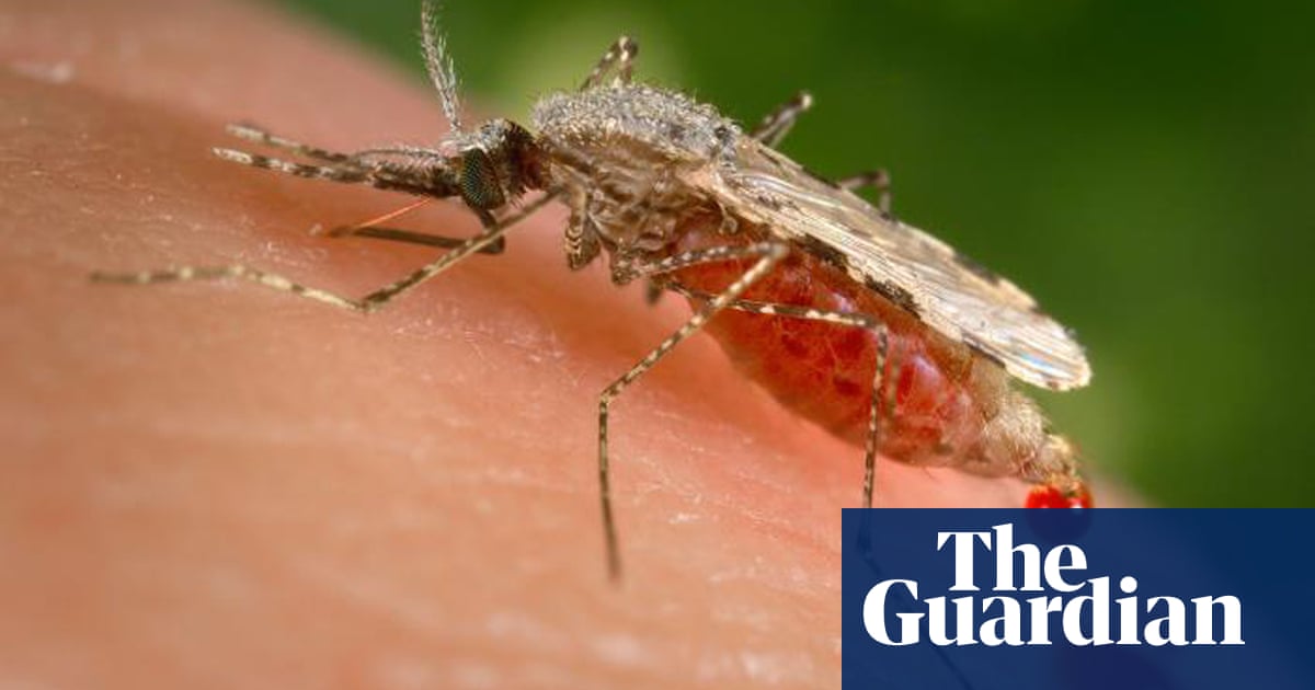 Invasive mosquito could disrupt Africa’s ‘landscape of malaria’ after cases rise