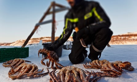 Crab-22: how Norway's fisheries got rich – but on an invasive species, Marine life