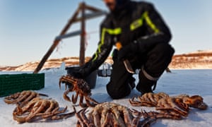King crabs landed at Kirkenes