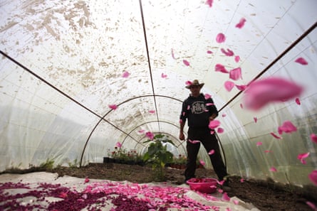 Salem al-Zarda scatters rose petals, which will be used as part of a herbal tea mixture, inside a greenhouse.
