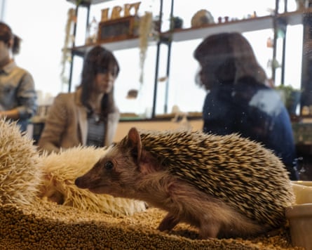 A hedgehog stands on sandy soil next to two curled up hedgehogs, while in the background customers can be seen sitting at tables.