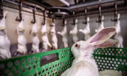 Next in line ... rabbits arriving for slaughter are stacked in the bleeding area where killing is carried out in front of them in Spain.