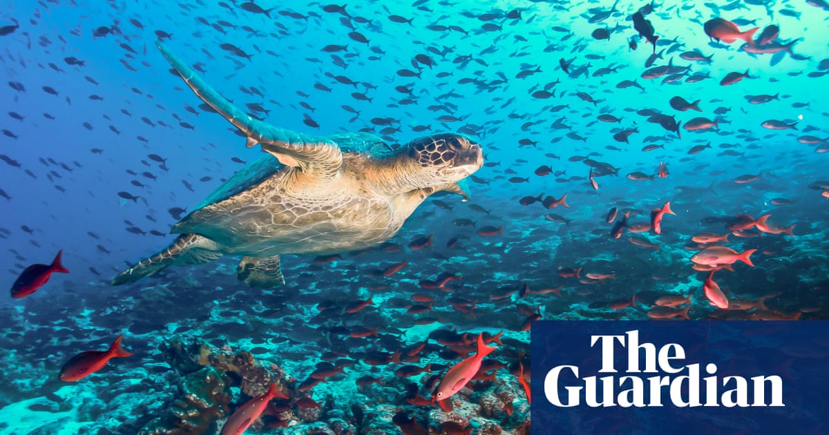 Latin American countries join reserves to create vast marine protected area