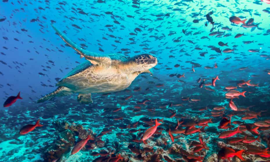 Turtle swims amid a shoal of fish off Galapagos islands