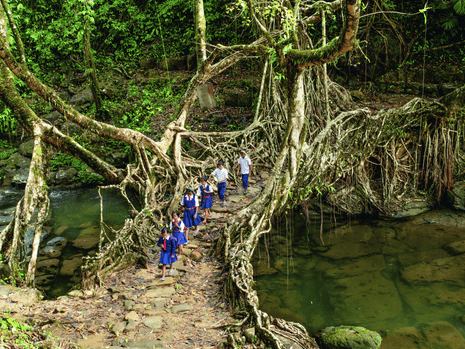 It’s alive! … children cross the Mawlynnong root bridge in India; these structures feature in Watson’s book Lo-TEK.