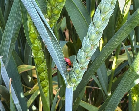 Country diary: Ladybirds and wasps are the unsung heroes of the farm | Colin Chappell