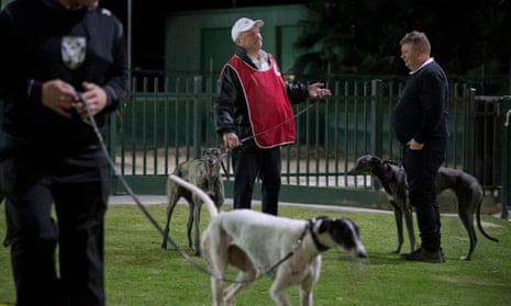 Greyhound racing at Wentworth Park in Sydney, Australia