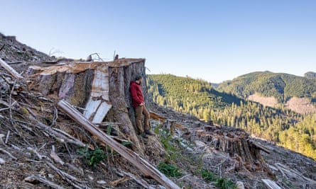 TJ Watt stands near an old-growth western red cedar in the Caycuse watershed in Canada that has been logged.