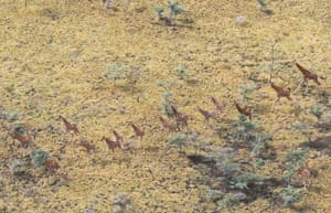 An aerial view of a tower of Rothschild giraffes at a national park in South Sudan