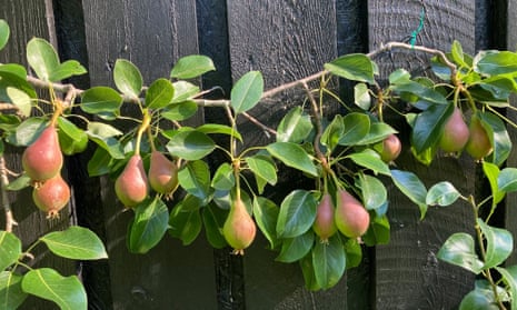 Bearing fruit: the espalier pears are coming along well. 