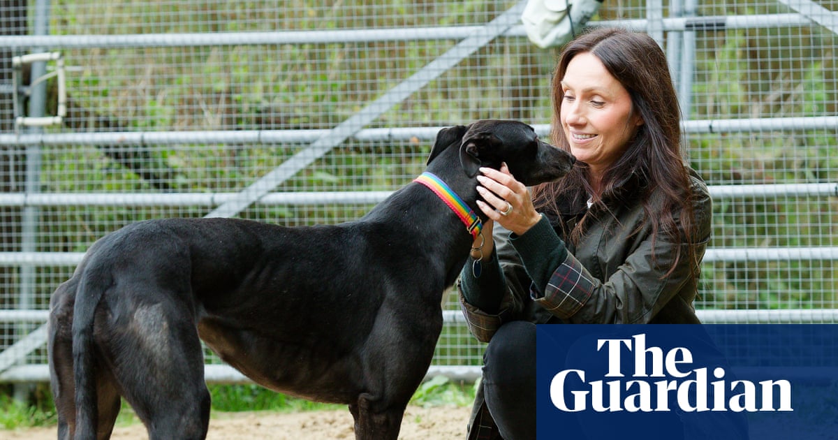 Welsh racing ban rehoming standoff sparks fears for greyhounds’ welfare