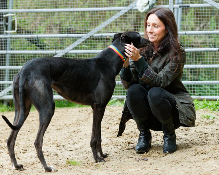 Greyhounds’ welfare at risk from rehoming standoff after Welsh racing ban