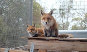 Two foxes look right at the camera