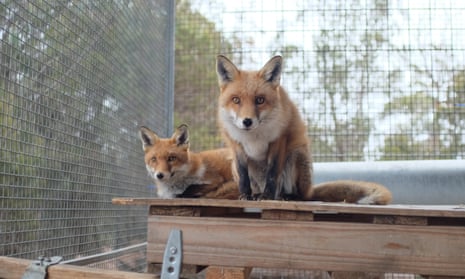 They deserve care and compassion': sanctuary says foxes misunderstood |  Animals | The Guardian