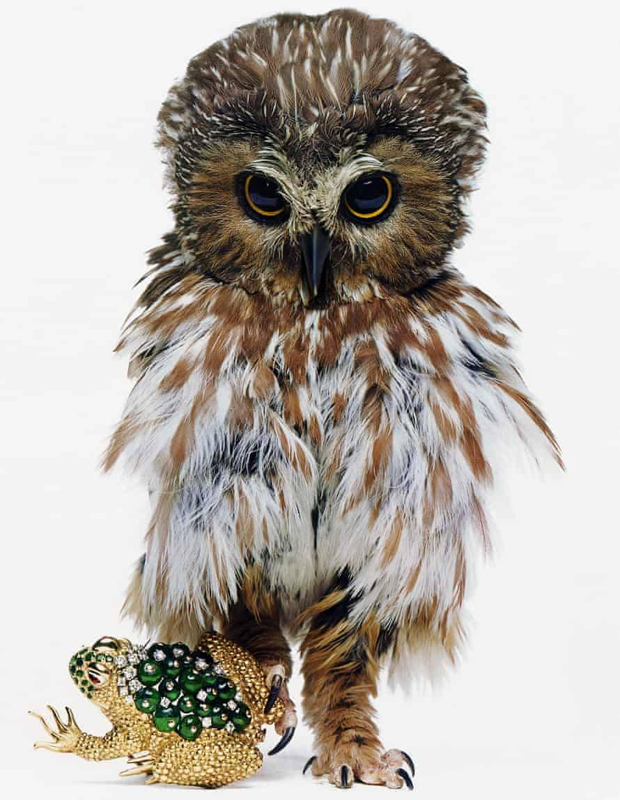 Hiro used a live owl for his shot of a piece of David Webb jewellery in 1963 ©HIRO