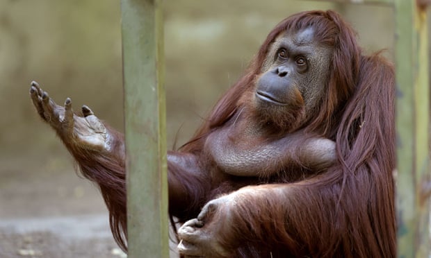 POLL: Should animals be kept in zoos and circuses? POLL: Should animals be kept in zoos and circuses?