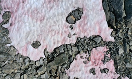 Neve di colore rosa, presumibilmente a causa della presenza di colonie di alghe della specie Ancylonela nordenskioeldii