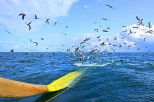 Seagulls fly over as a net from the trawler Nicolas-Jeremy, which practices pair trawling in tandem with the Notre Dame de Boulogne trawler, is hauled up during a sardine fishing campaign, off the Baie de Somme of northern France