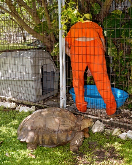 Albert, an African spurred tortoise, exploring the grass at the Monroe County detention centre, with a prisoner in the background.