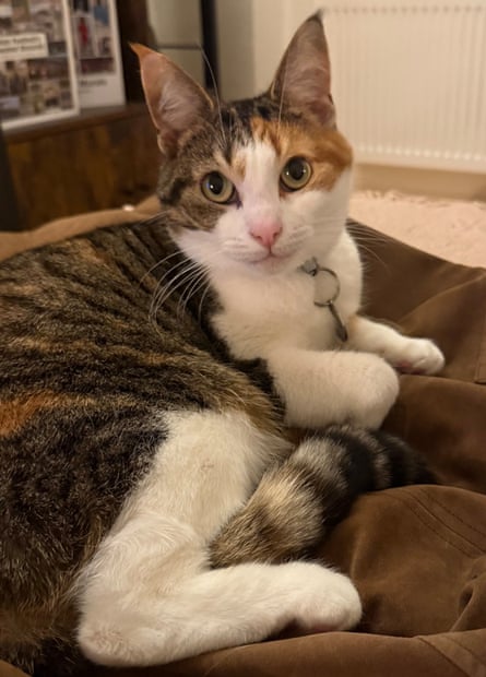 Mush lying with one front paw curled under looking into the camera