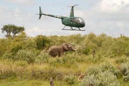 Flushing out elephants near a Maasai homestead