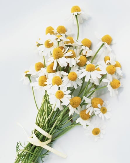 Flower detox: camomile tea is great for dried out plants.