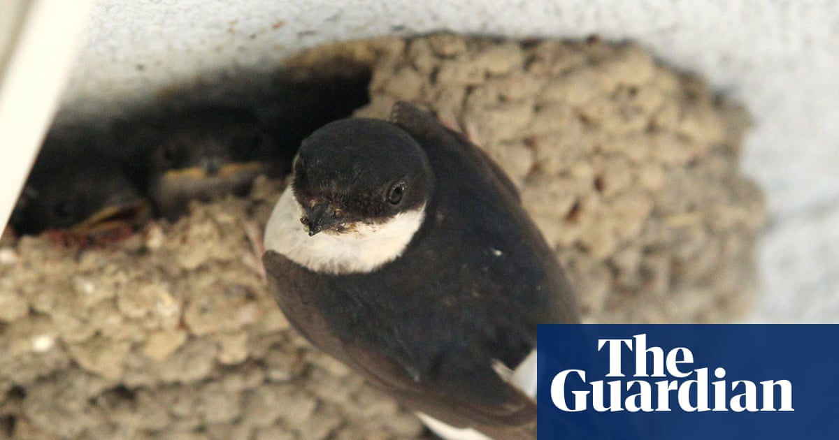 Young country diary: The house martins are back – I can hear the chicks from my bedroom