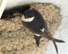 Young country diary: The house martins are back – I can hear the chicks from my bedroom