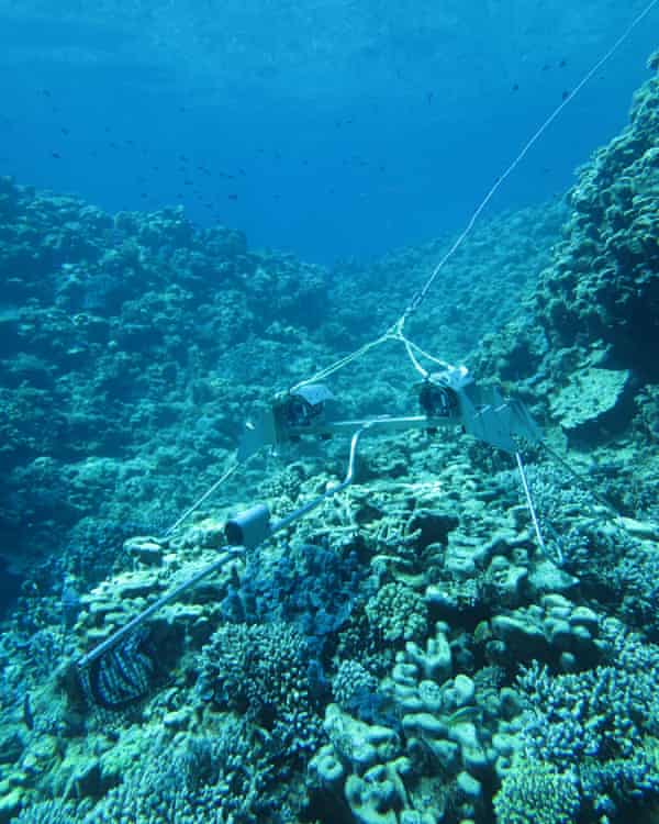 Coral reefs at Rowley Shoals