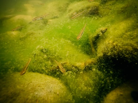 Small fry above a river bed lined with green algae 