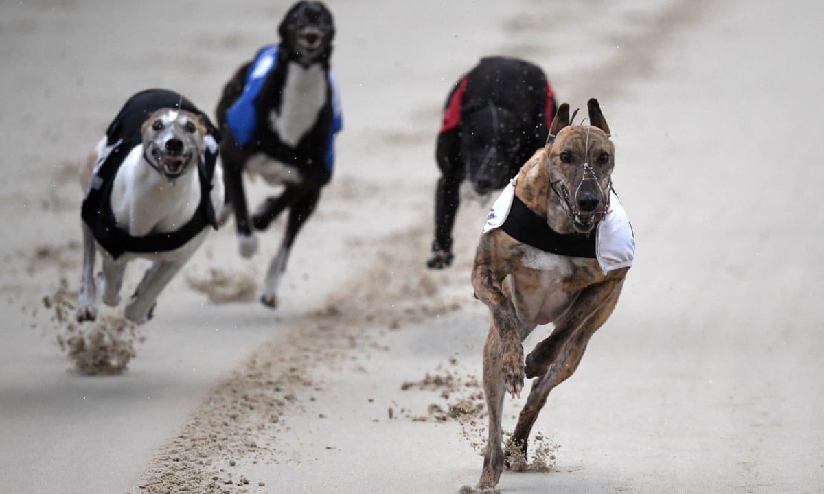 How Are Race Dogs Treated