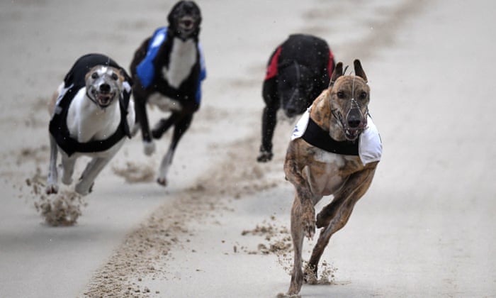 Activists Renew Calls To End Greyhound Racing As 400 Die Despite Lockdowns Greyhound Racing The Guardian Activists Renew Calls To End Greyhound Racing As 400 Die Despite Lockdowns Greyhound Racing The Guardian