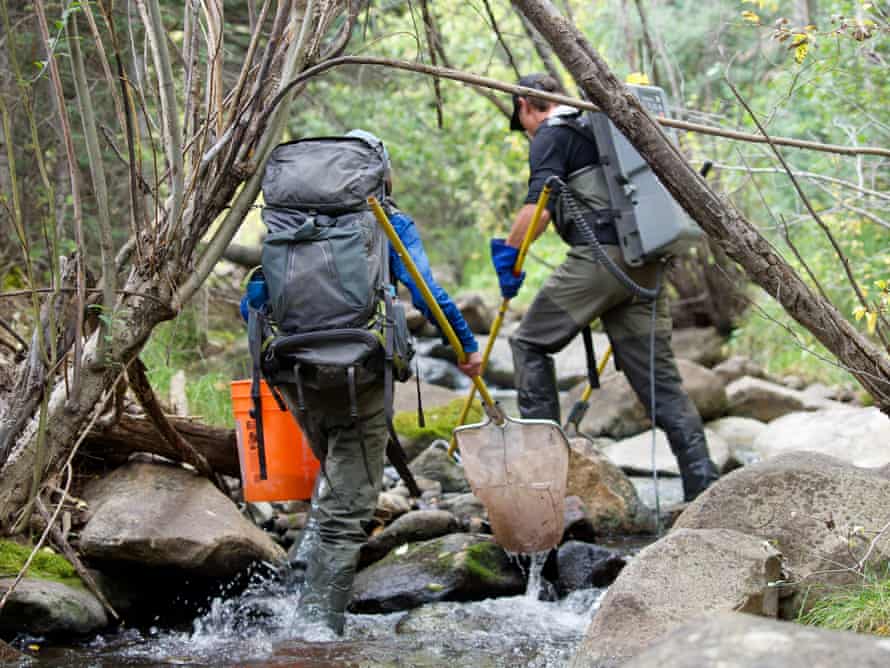 Michael Miller and Kelsie Field, graduate student researchers from New Mexico State University, electrofish a small stream that runs through Vermejo Park Ranch – all part of a bold experiment to help restore the West’s native trout populations.